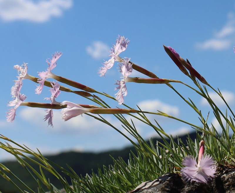 Dianthus plumarius subsp. plumarius photo 4