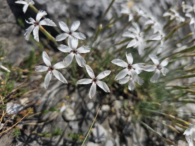 Dianthus praecox subsp. lumnitzeri photo 2