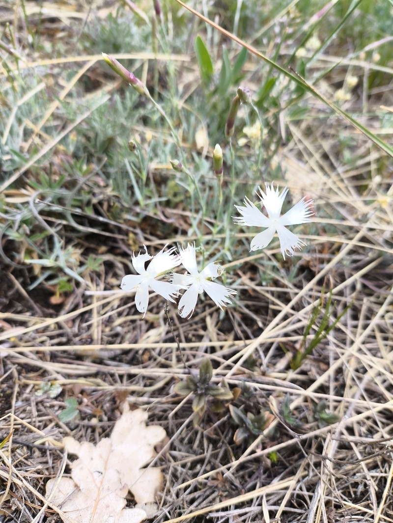 Dianthus praecox subsp. lumnitzeri photo 3