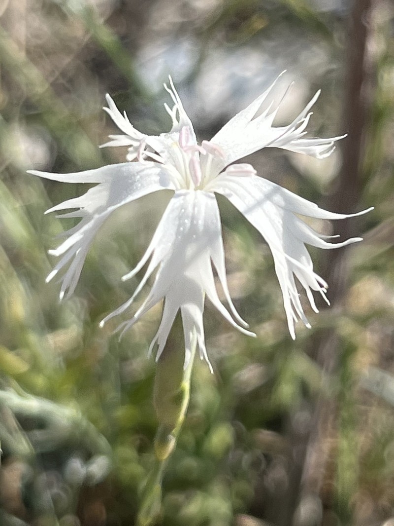 Dianthus praecox subsp. lumnitzeri photo 4
