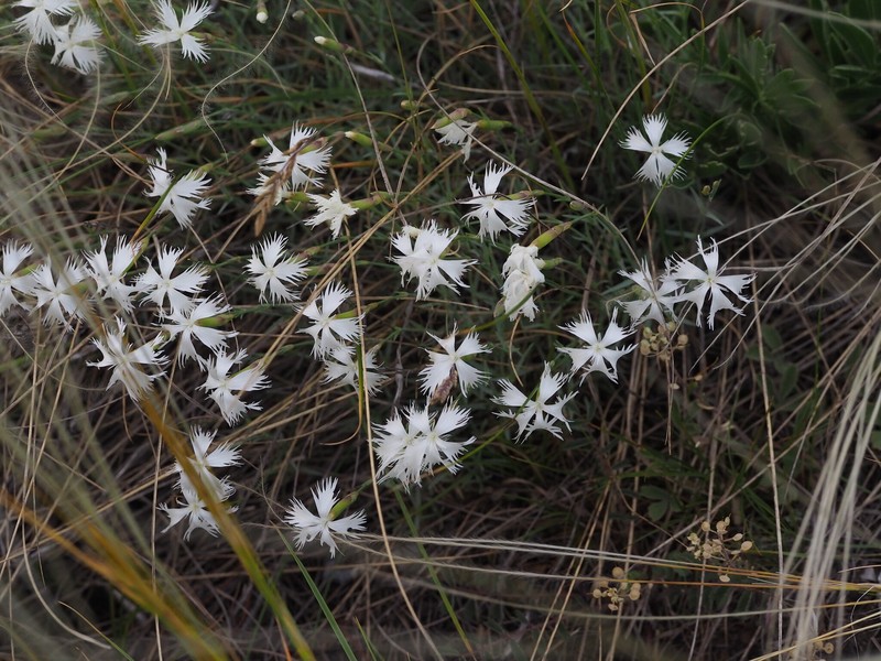 Dianthus praecox subsp. lumnitzeri photo 5