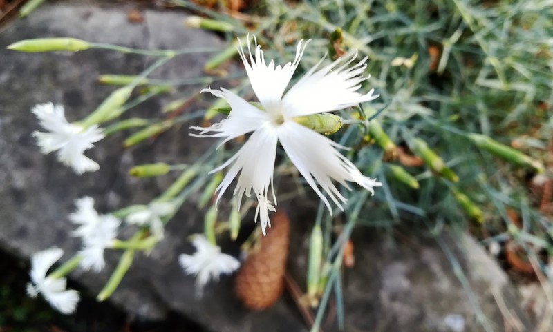 Dianthus praecox subsp. lumnitzeri
