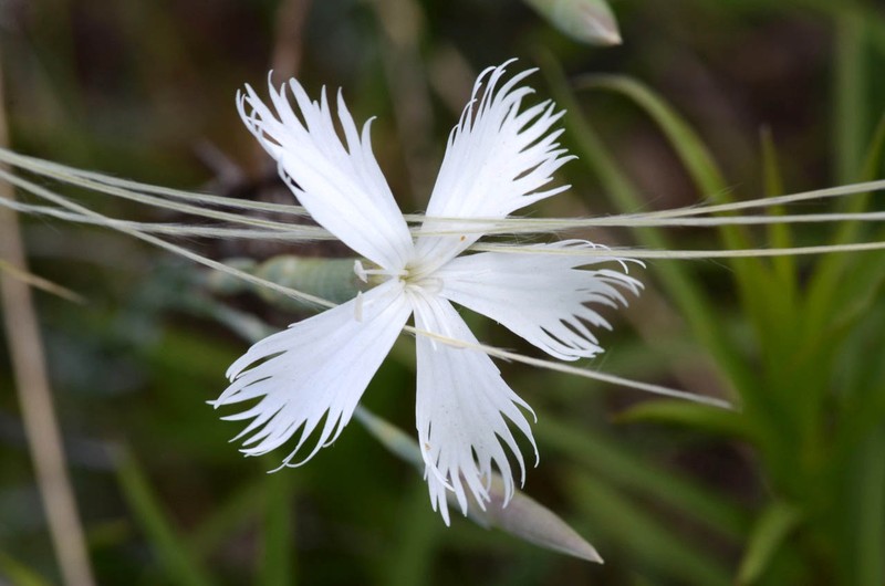 Dianthus praecox subsp. lumnitzeri photo 6