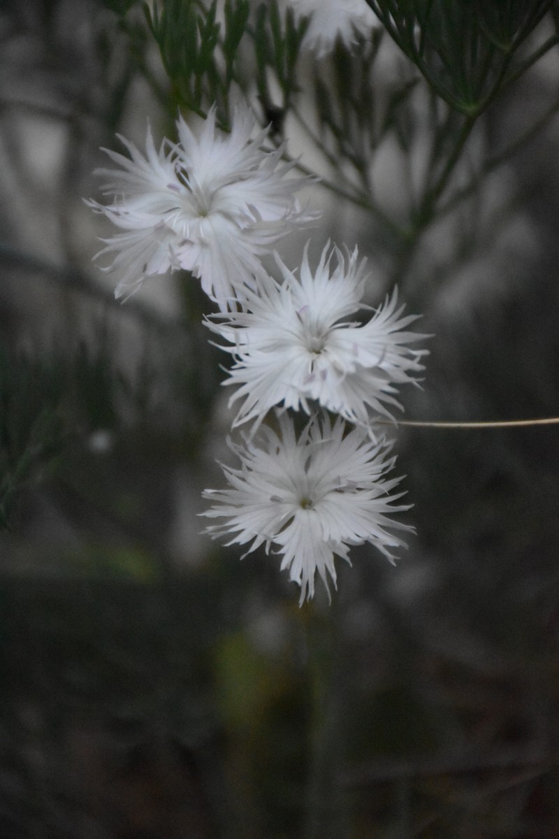 Dianthus praecox subsp. lumnitzeri photo 7