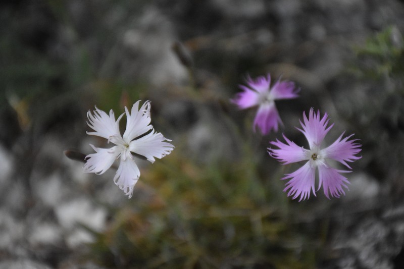 Dianthus praecox subsp. lumnitzeri photo 8