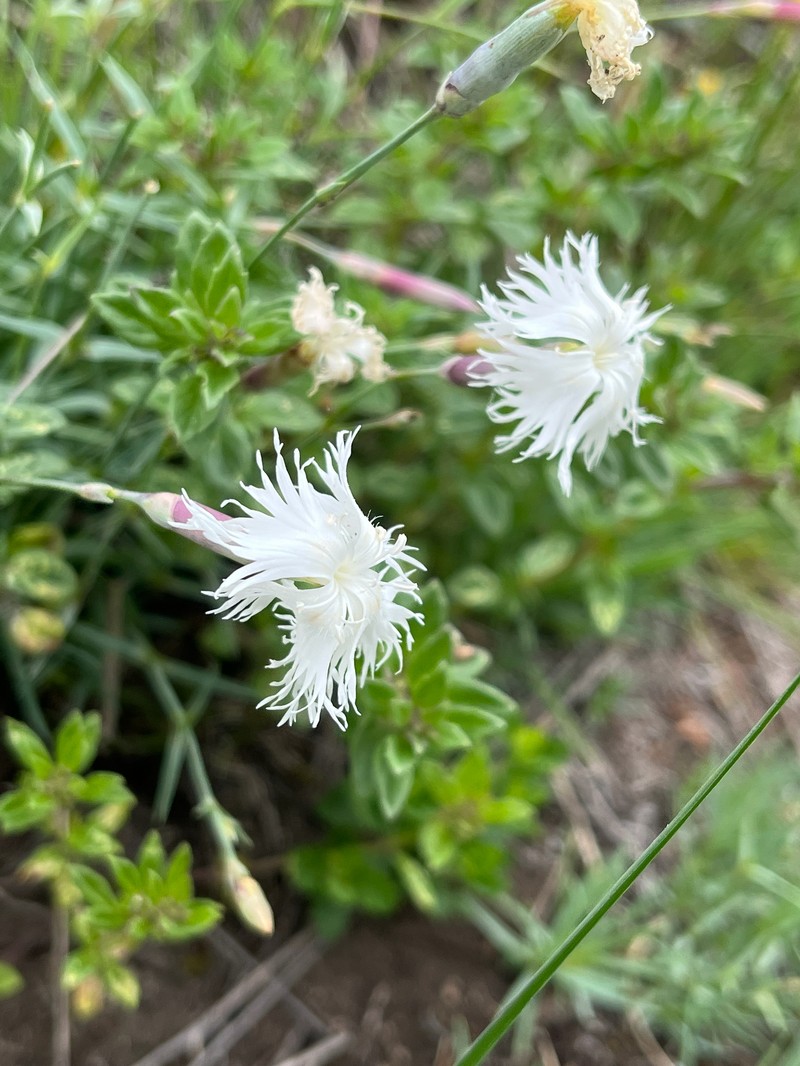 Dianthus praecox subsp. praecox