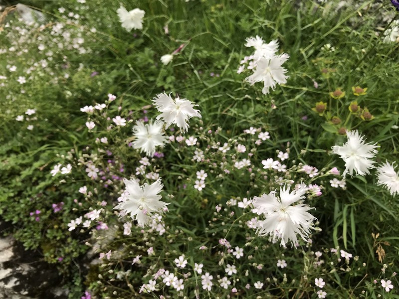 Dianthus praecox subsp. praecox photo 2