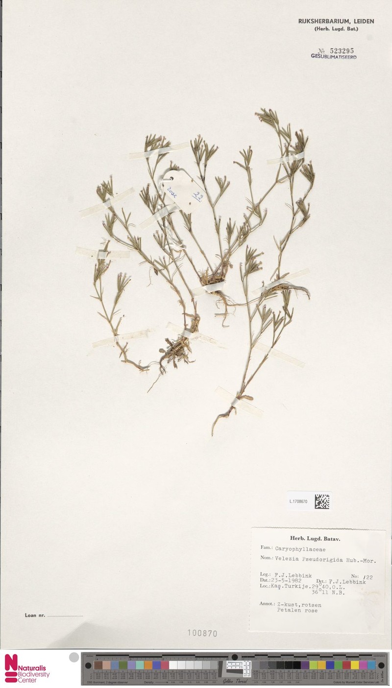 Dianthus pseudorigidus
