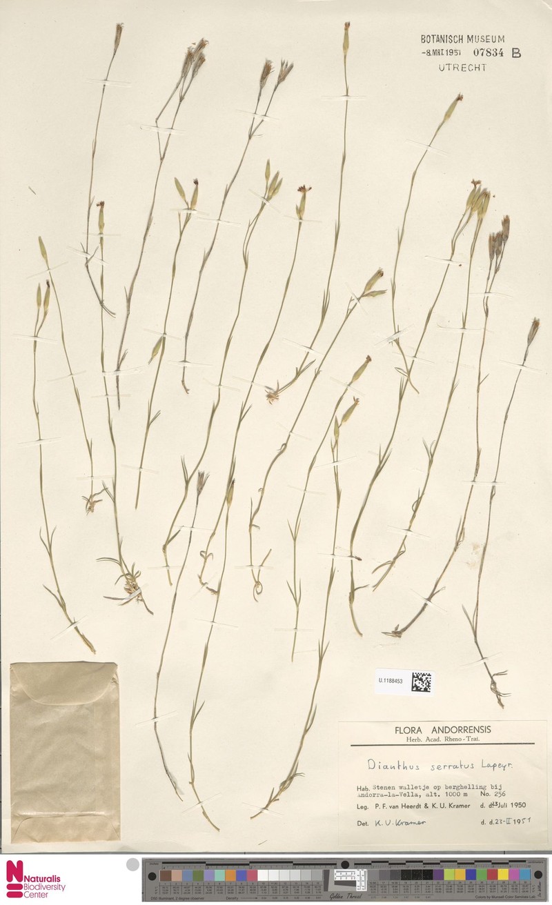 Dianthus pungens subsp. pungens