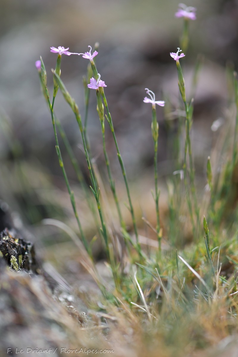 Dianthus pyrenaicus subsp. pyrenaicus