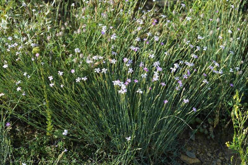 Dianthus pyrenaicus subsp. pyrenaicus photo 2
