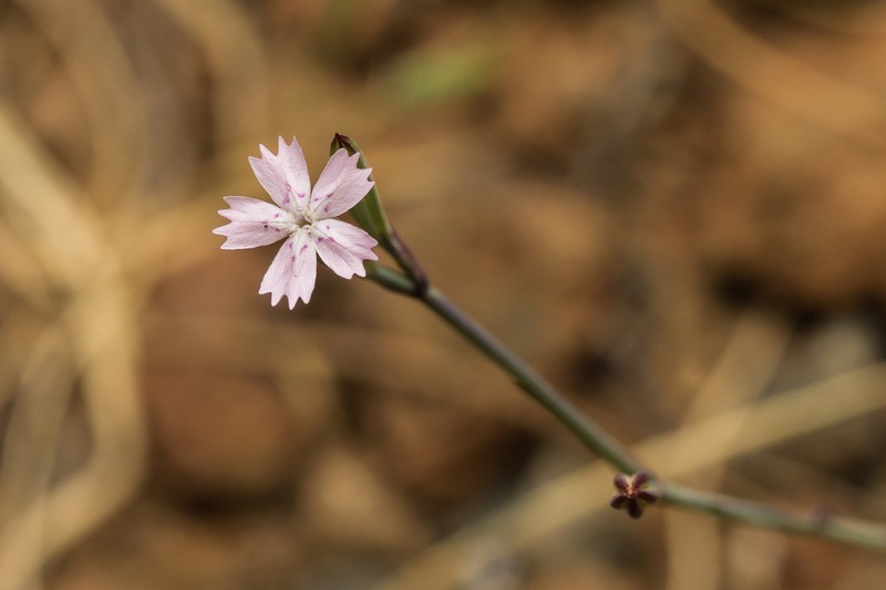 Dianthus quadridentatus