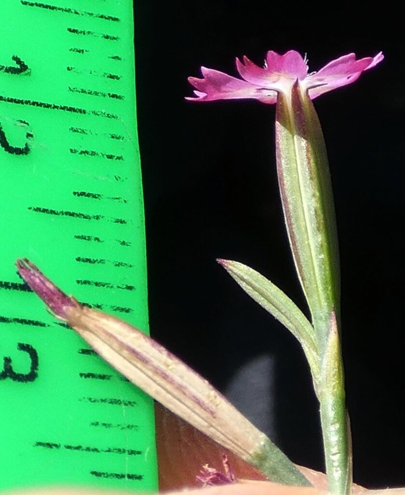 Dianthus quadridentatus photo 2