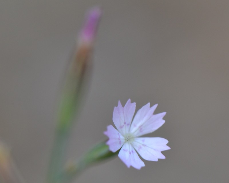 Dianthus quadridentatus photo 3