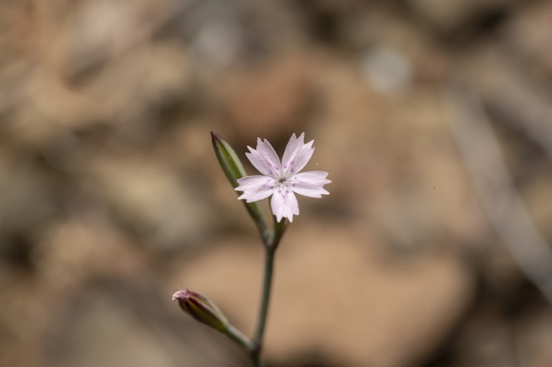 Dianthus quadridentatus photo 4