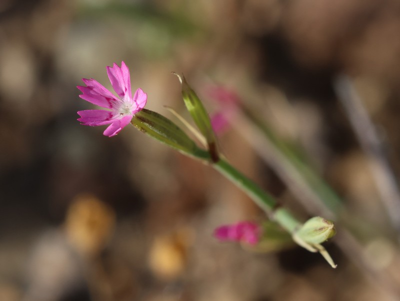 Dianthus quadridentatus photo 5