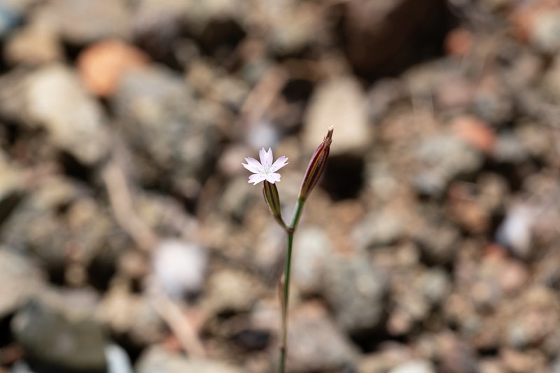 Dianthus quadridentatus photo 6