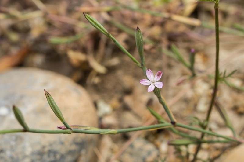 Dianthus quadridentatus photo 7