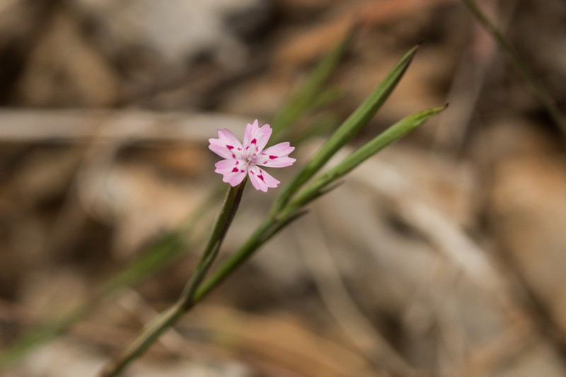 Dianthus quadridentatus photo 8