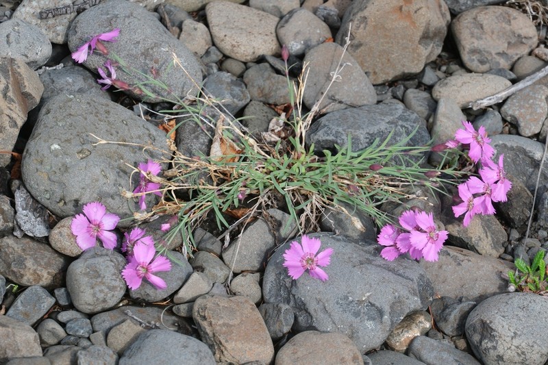 Boreal Carnation