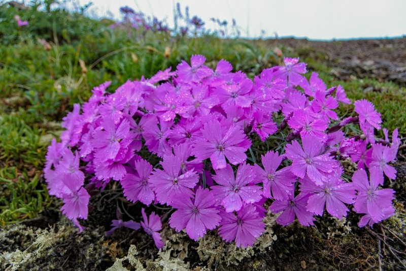 Boreal Carnation photo 2