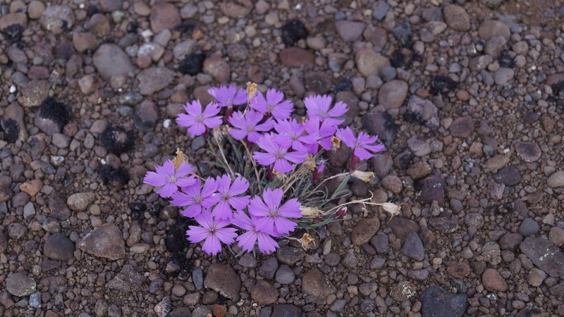 Boreal Carnation photo 3
