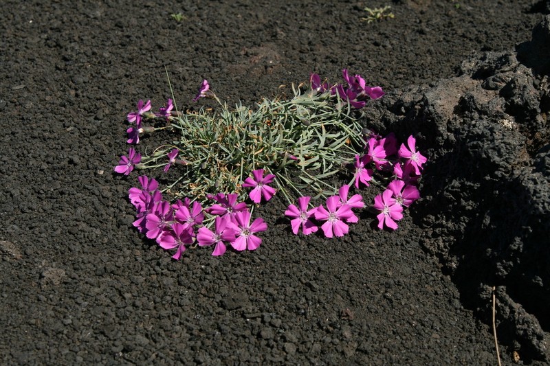 Boreal Carnation photo 4