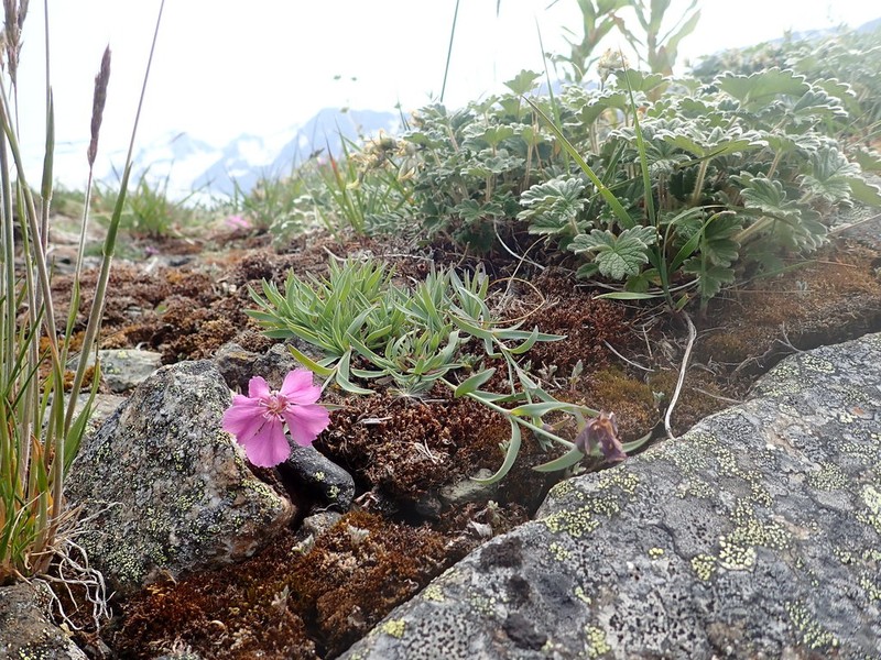 Boreal Carnation photo 5
