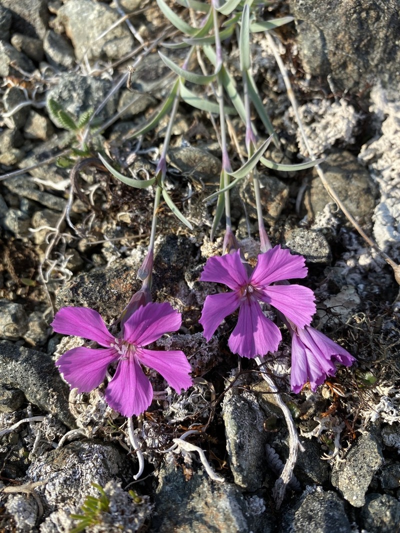 Boreal Carnation photo 6