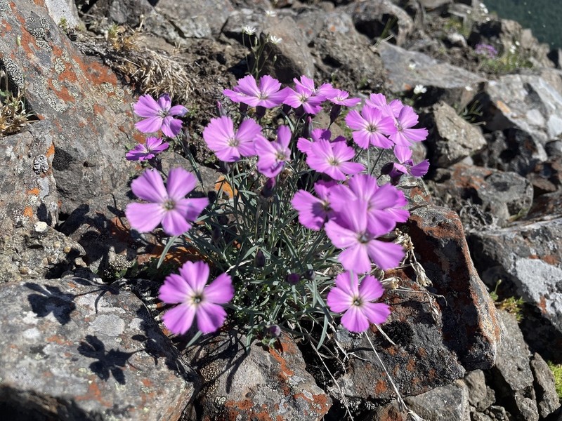 Boreal Carnation photo 7
