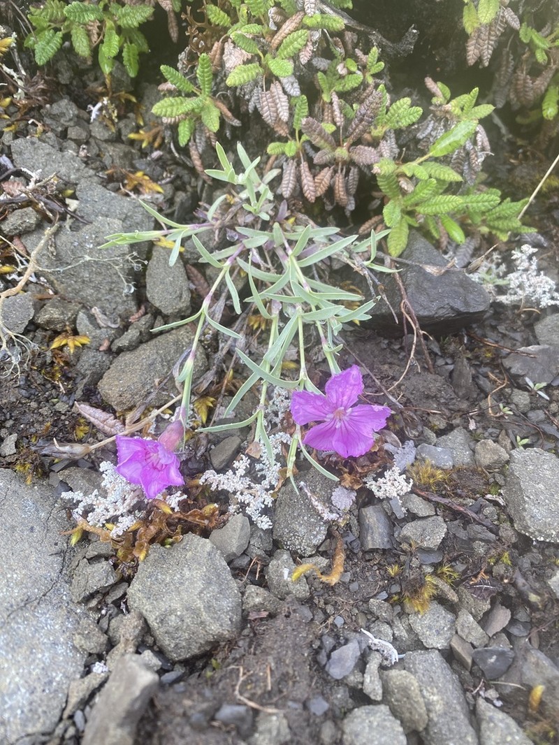 Boreal Carnation photo 8