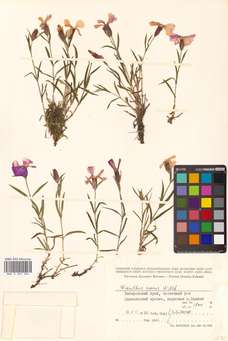 Dianthus repens subsp. repens