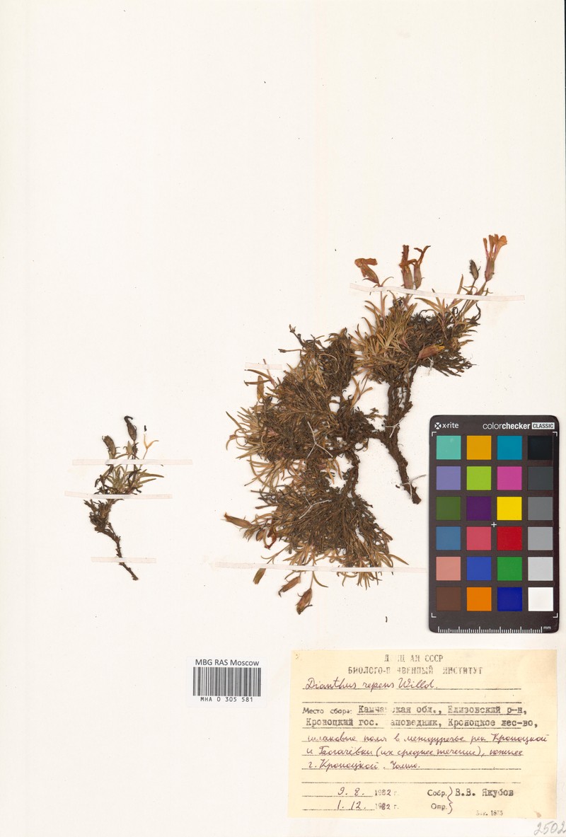 Dianthus repens subsp. repens photo 2