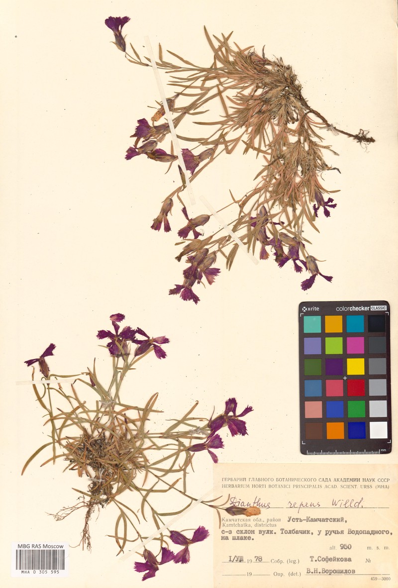 Dianthus repens subsp. repens photo 3