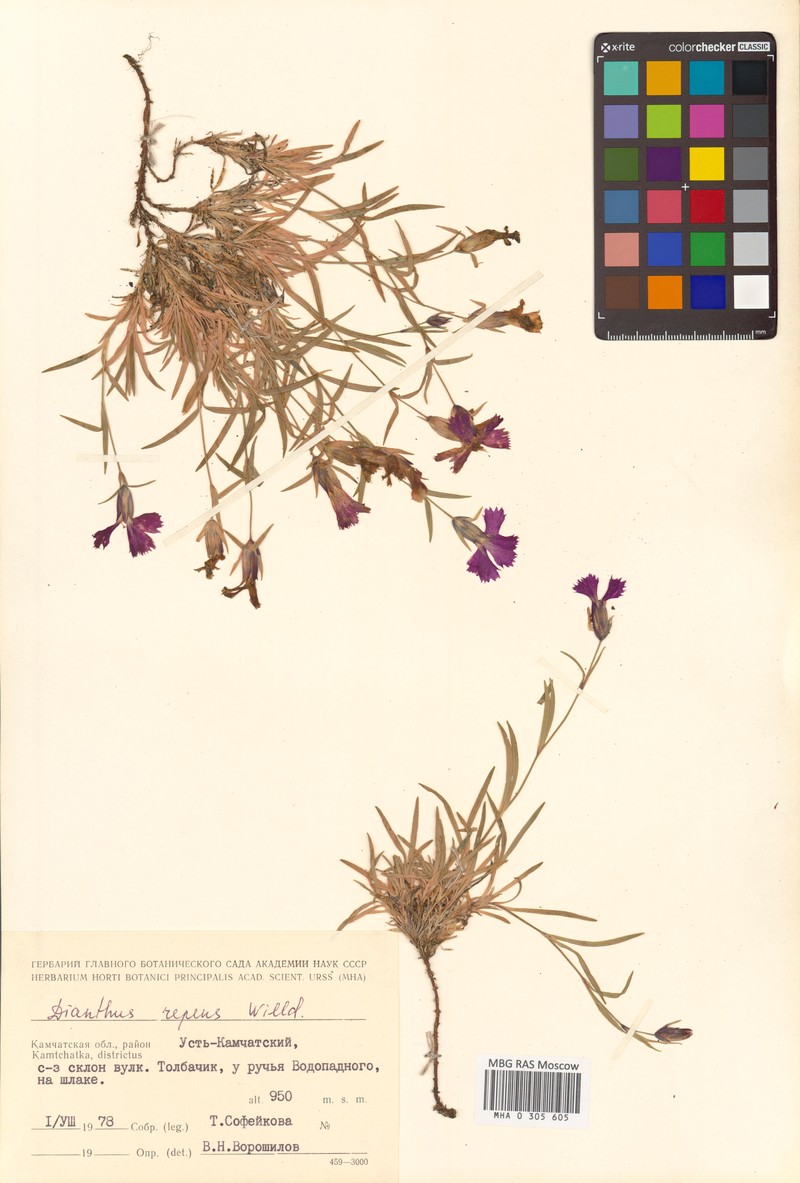 Dianthus repens subsp. repens photo 4