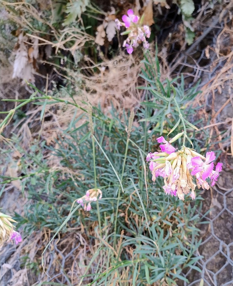 Dianthus rupicola subsp. rupicola