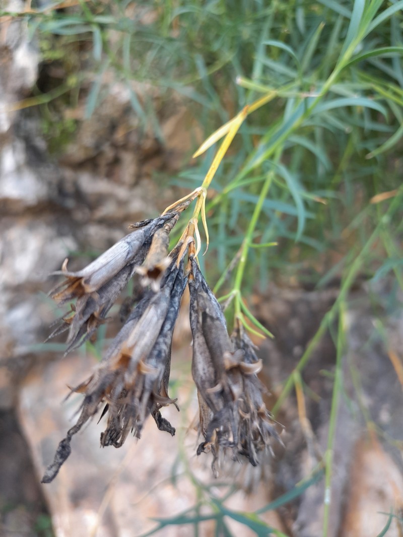 Dianthus rupicola subsp. rupicola photo 2