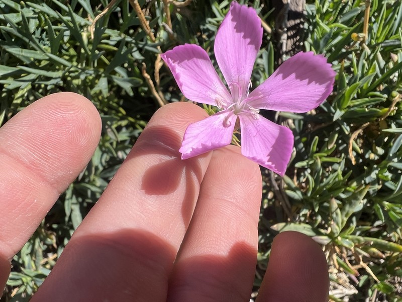 Dianthus rupicola subsp. rupicola photo 3