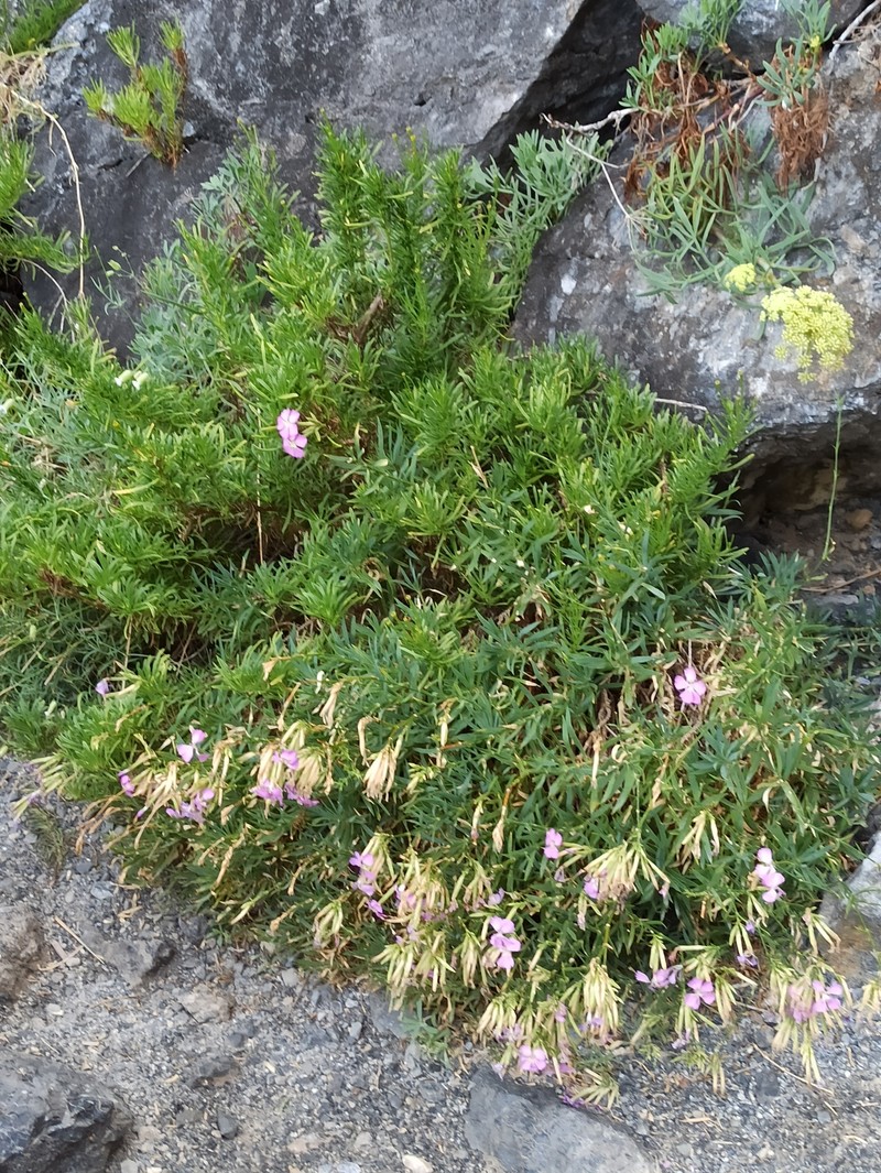 Dianthus rupicola subsp. rupicola photo 4