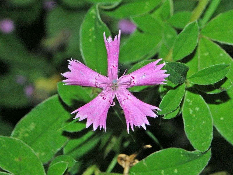 Ragged Pink photo 4