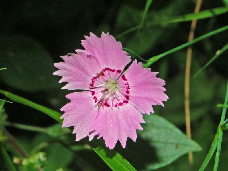 Ragged Pink photo 5