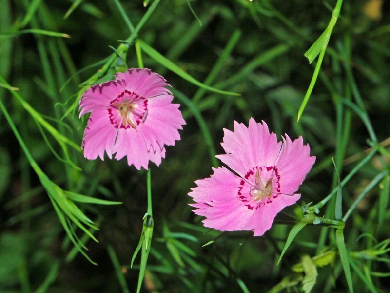 Ragged Pink