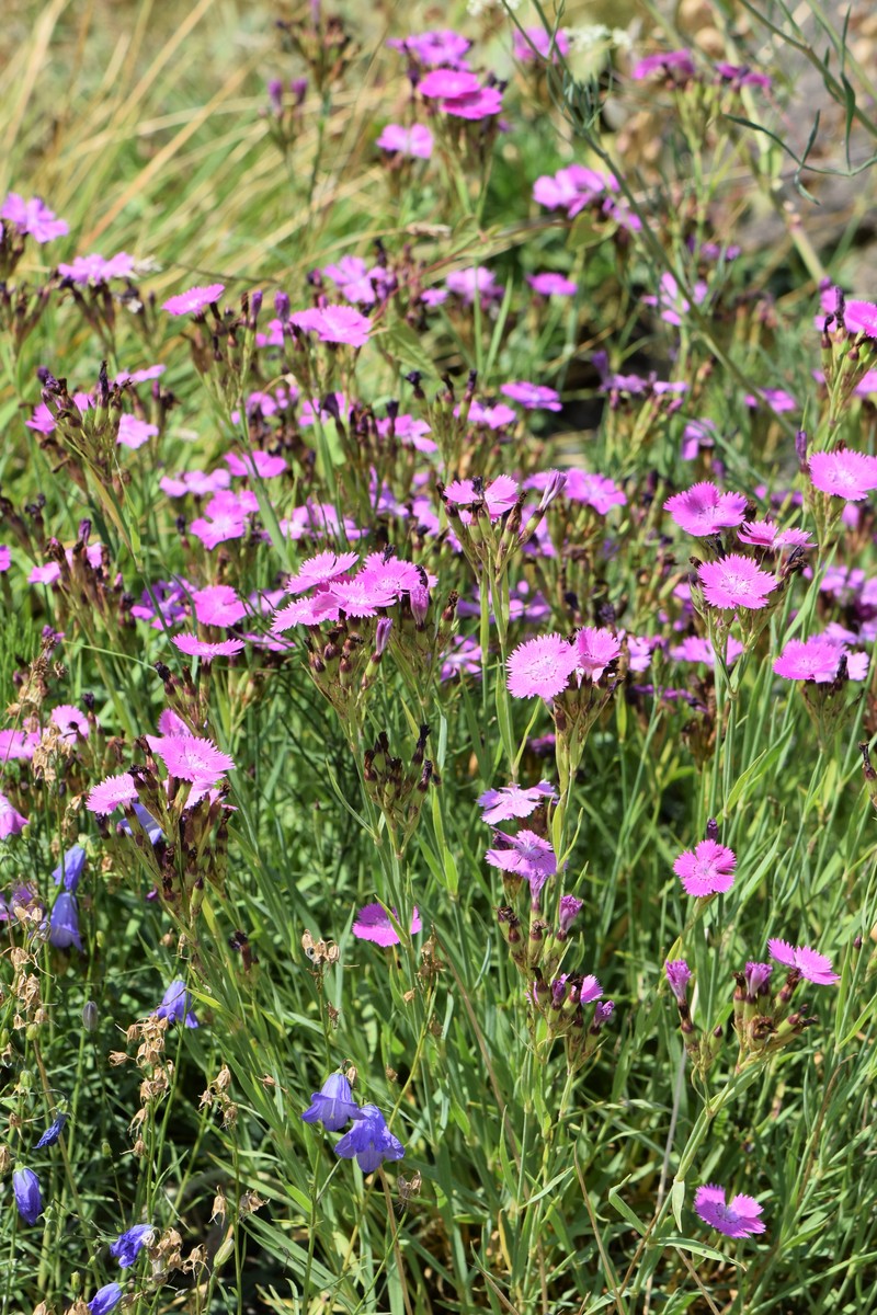 Ragged Pink photo 2