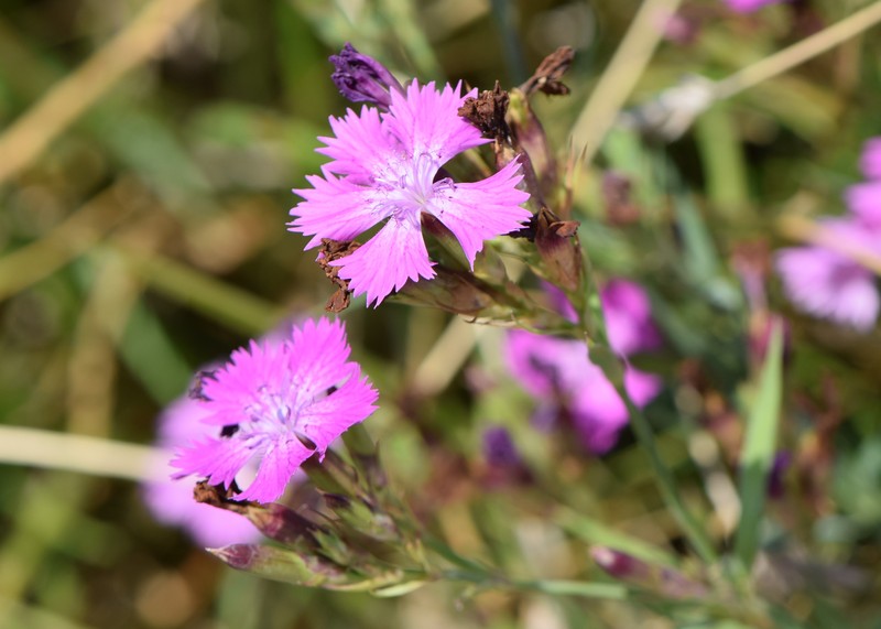 Ragged Pink photo 3