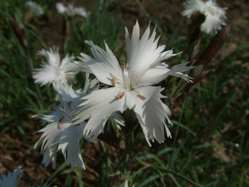 Ragged Pink photo 7
