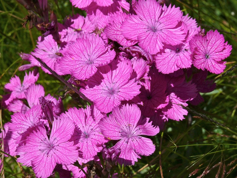 Dianthus seguieri subsp. glaber
