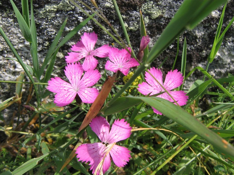 Dianthus seguieri subsp. glaber photo 2