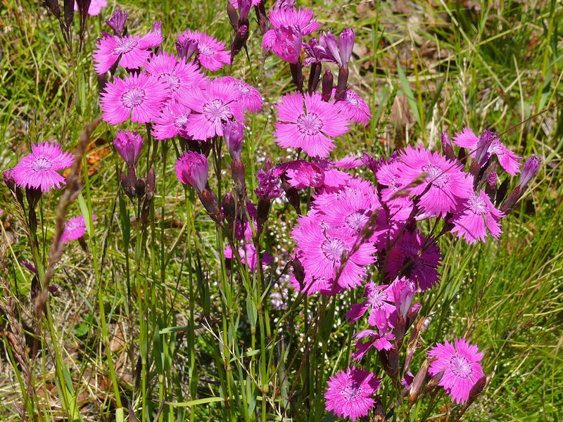 Dianthus seguieri subsp. glaber photo 3