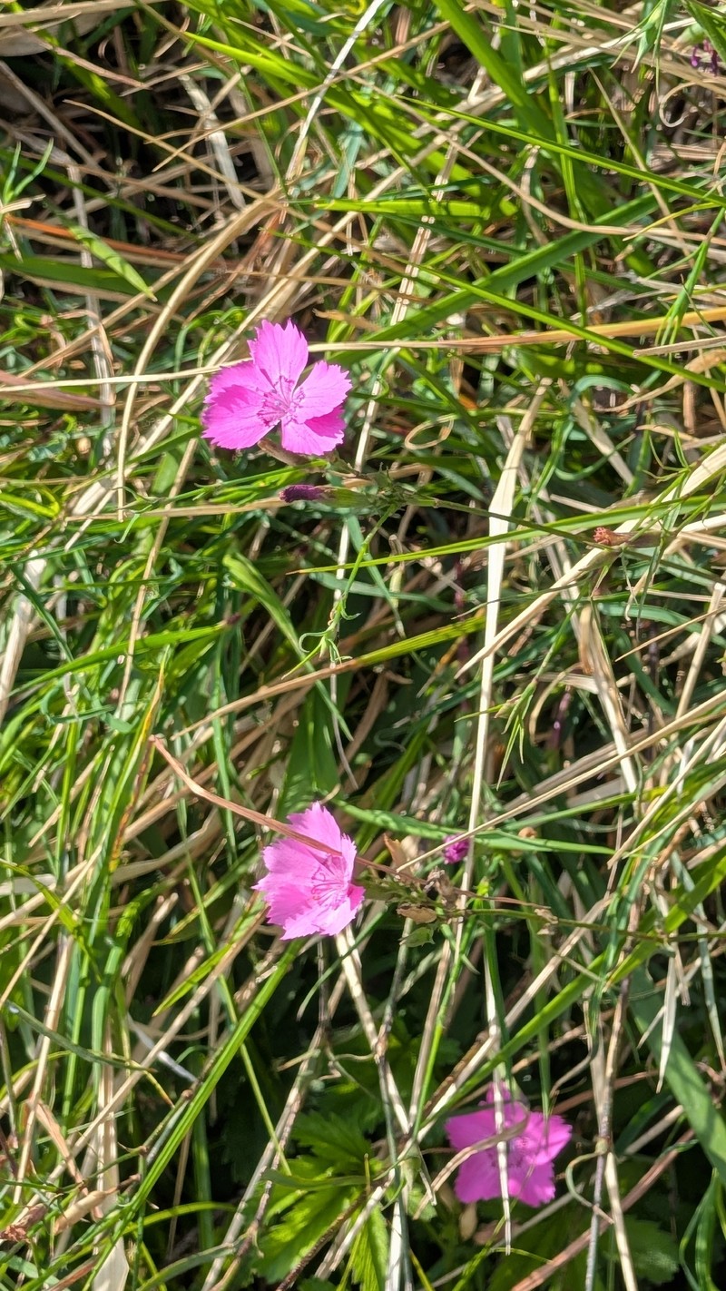 Dianthus seguieri subsp. seguieri