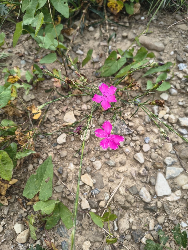 Dianthus seguieri subsp. seguieri photo 2
